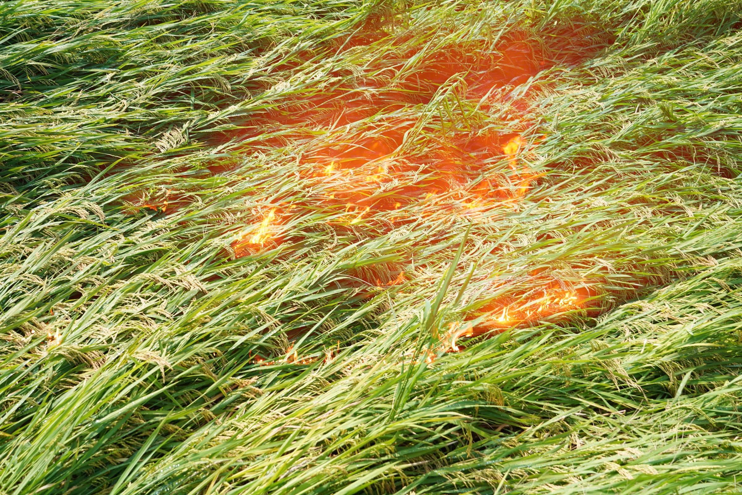 The Burning Prairie, image 9