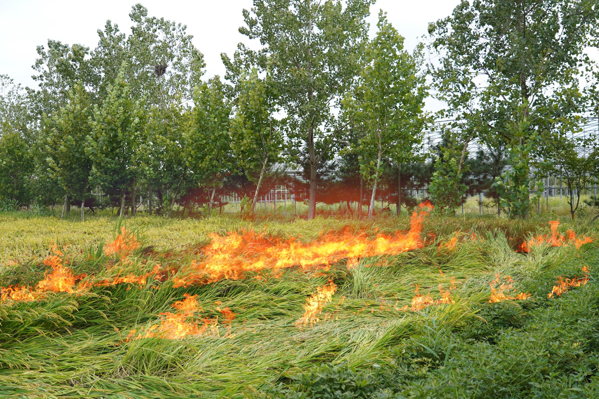 The Burning Prairie, image 12